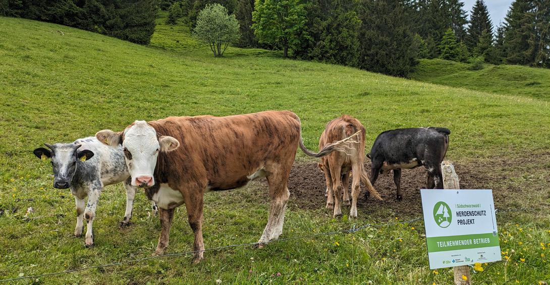 © Herdenschutzprojekt Südschwarzwald